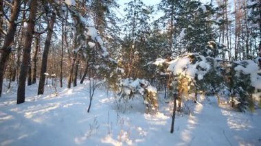 Güzel kış karlı manzaraları. Karlı bir kış ormanında yürüyüş. Doğu Ukrayna.