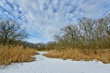 Buz gibi bir nehir boyunca kış yürüyüşü, nehir kıyılarını ve manzaraların kış masalı. Doğu Ukrayna, Samara Nehri.