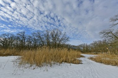 Buz gibi bir nehir boyunca kış yürüyüşü, nehir kıyılarını ve manzaraların kış masalı. Doğu Ukrayna, Samara Nehri.