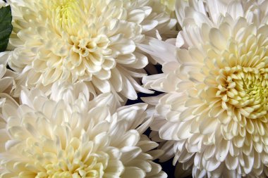 Krizantem çeşitli.