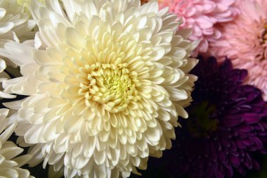 Krizantem çeşitli.