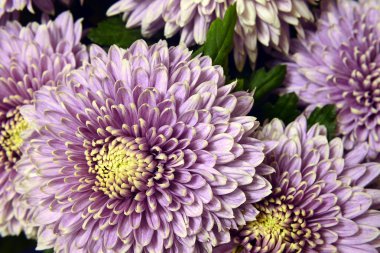 Krizantem çeşitli.