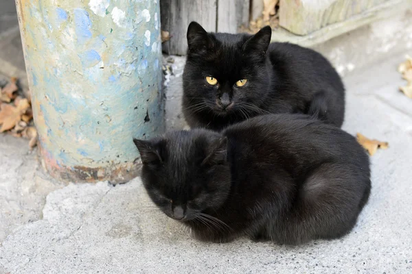 Hermosos gatitos patio . —  Fotos de Stock