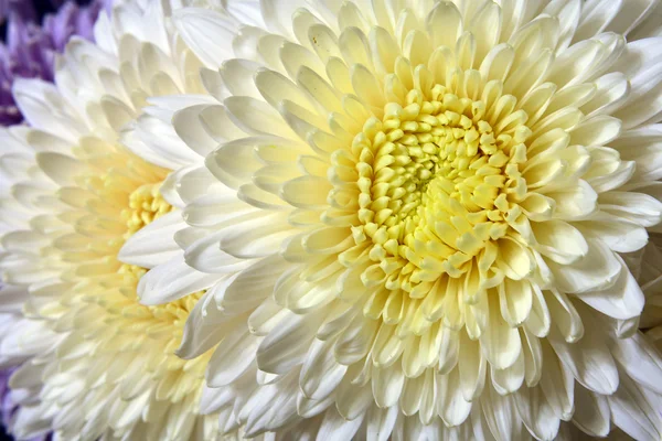 Vielfalt an Chrysanthemen. — Stockfoto