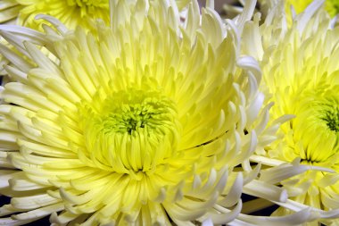 Krizantem çeşitli.