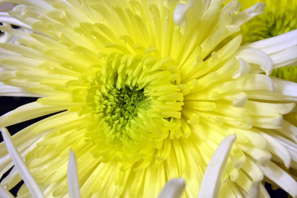 Vielfalt an Chrysanthemen. — Stockfoto