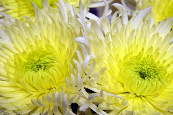 Variété de chrysanthèmes . — Photo