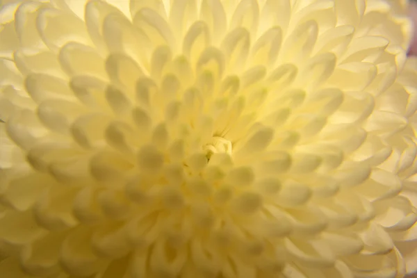 Variété de chrysanthèmes . — Photo