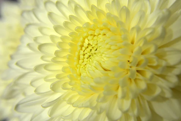 Vielfalt an Chrysanthemen. — Stockfoto