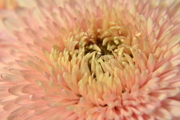 Variety of chrysanthemums. — Stock Photo, Image