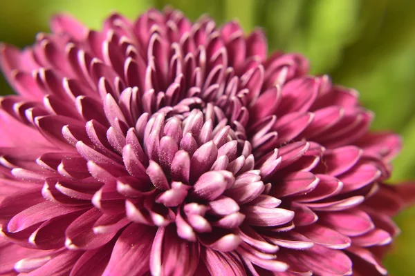 Variété de chrysanthèmes . — Photo