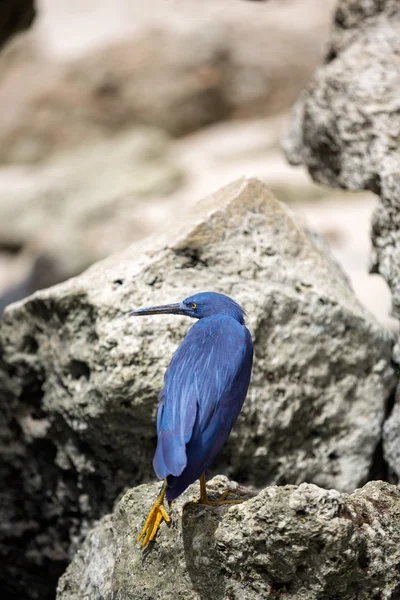 Raven, dier buiten — Stockfoto