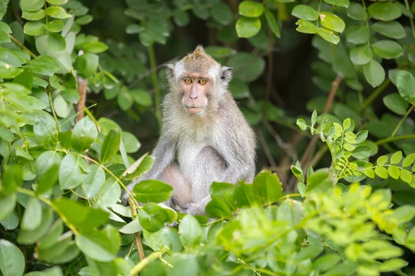 Scimmia seduta su un albero Banane — Foto Stock