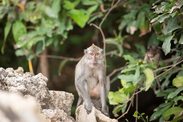 Fiatal, hosszú farkú majom — Stock Fotó