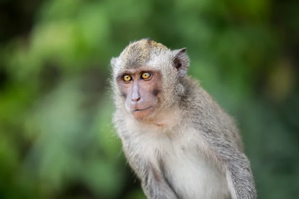 Oturma makak maymunu — Stok fotoğraf