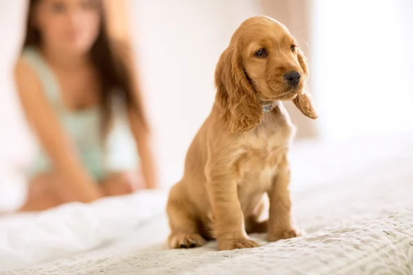 Little puppy Cocker Spaniel race sit on girls bed — Stock Photo, Image