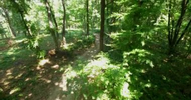 Çam ormanı - 4k hava uçuş