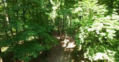 Çam ormanı - 4k hava uçuş