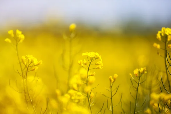 Gelbe Rapsölblüten — Stockfoto