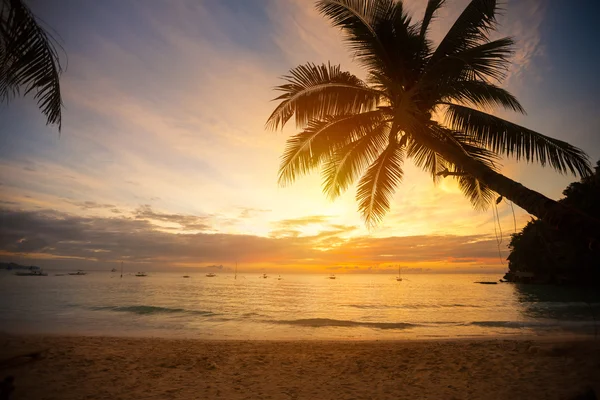 Palmera hojas sobre puesta de sol —  Fotos de Stock