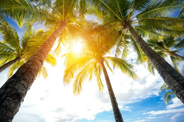 Düşük melek görünümü ve palmiye ağaçlarının — Stok fotoğraf