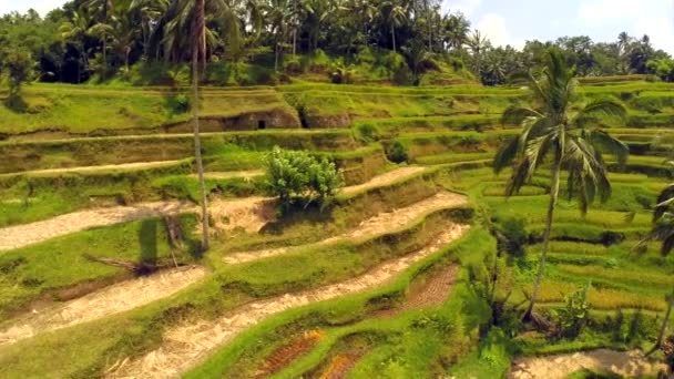 Vuelo aéreo sobre campo de arroz asiático, arroz Terrazas en Bali, Indonesia — Vídeos de Stock