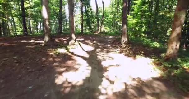 Aerial flight through pine forest — Stock Video