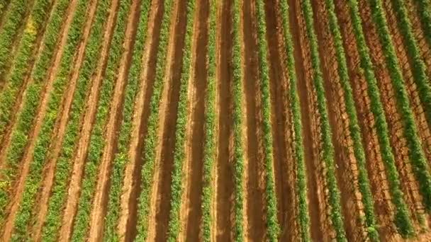 Luchtfoto vlucht over wijngaard rijen, 4k beelden — Stockvideo