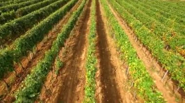 Bağ satırların, 4k hava uçuş görüntüleri