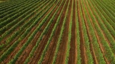 Bağ satırların, 4k hava uçuş görüntüleri