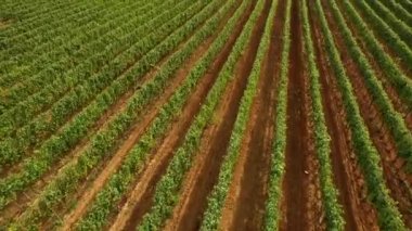 Bağ satırların, 4k hava uçuş görüntüleri