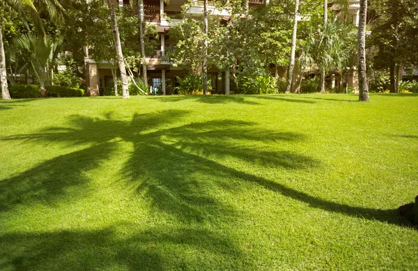 Sombra de palma sobre hierba —  Fotos de Stock