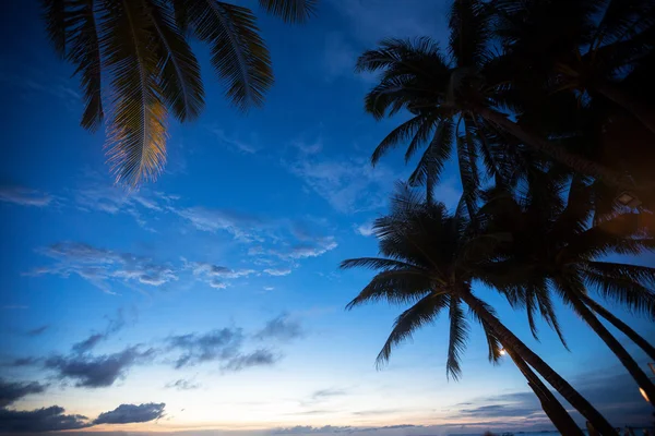 Hojas de palmera sobre el cielo del atardecer —  Fotos de Stock