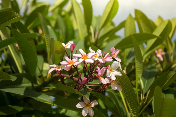 Hermoso frangipani rosa — Foto de Stock