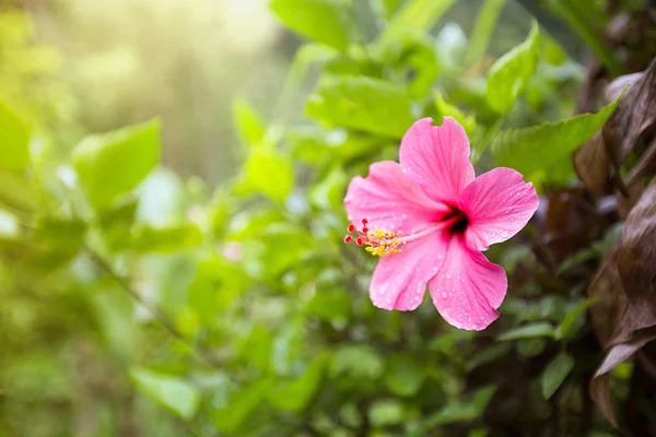 Flor rosa tropical — Foto de Stock