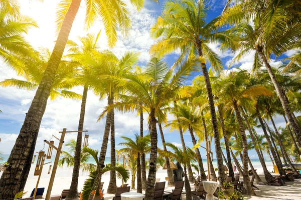 Balneario tropical con palmeras —  Fotos de Stock