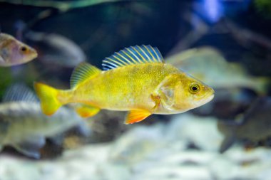 sevimli küçük balık bir akvaryum