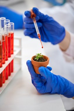 bitki DNA değişiklikler