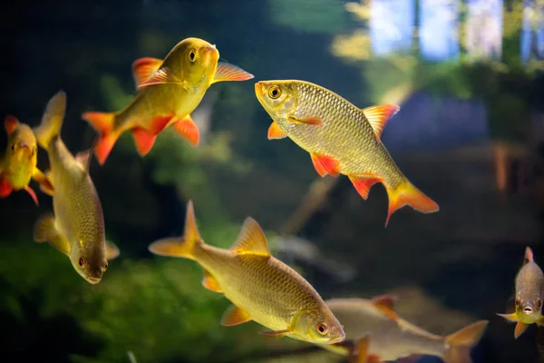 Peces tetra aleta de sangre —  Fotos de Stock