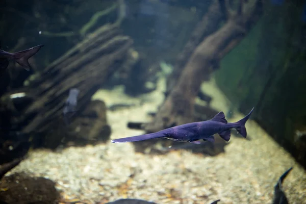 Peces de paleta de acuario —  Fotos de Stock