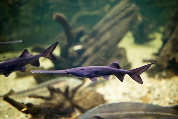 Akvárium kék hal — Stock Fotó