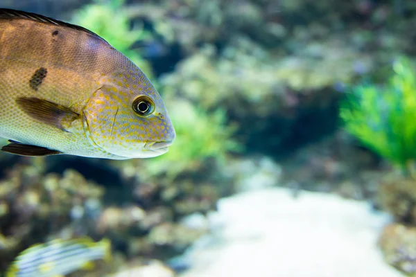 Centralamerikanska fisk ciklid — Stockfoto