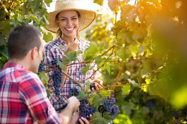 Пара збирає виноградні лози — стокове фото