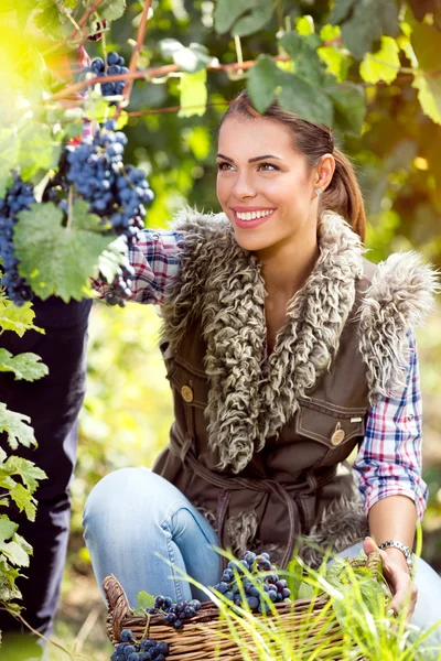 Woman winegrower picking grapes at harvest time — Stock Photo, Image