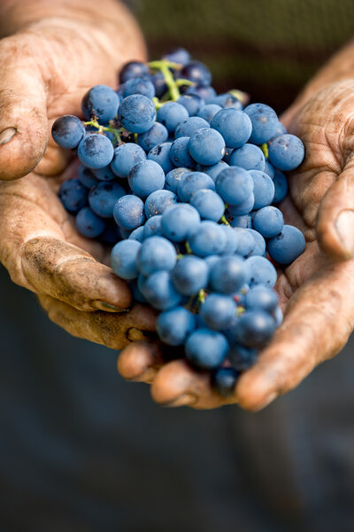 farmer Hands holding a bunch of grapes