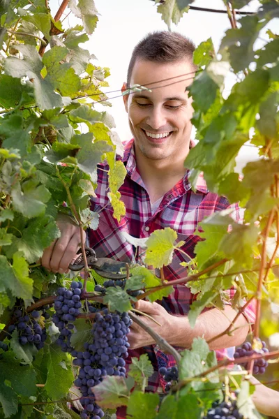 Agricultor cosechando uvas — Foto de Stock