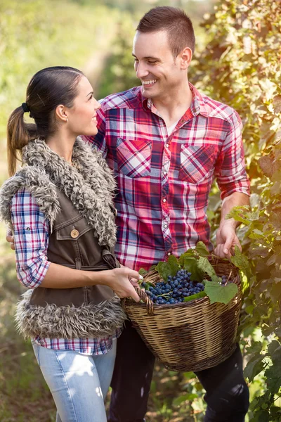 Couple in love in vineyard,  season of the grape harvest — Stock Photo, Image