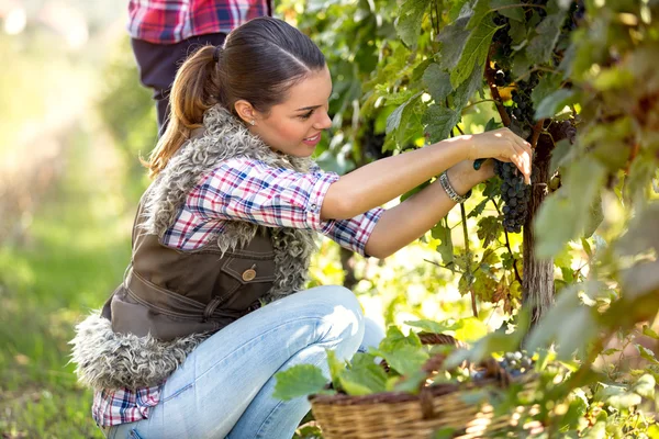 Mulher a apanhar uvas — Fotografia de Stock