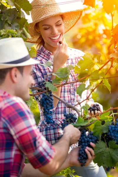 Lächelnde Frau isst Trauben, während Mann Trauben pflückt — Stockfoto