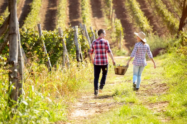 Pareja caminando por el viñedo con canasta de mimbre —  Fotos de Stock